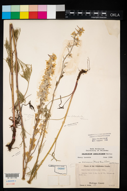 Delphinium carolinianum image