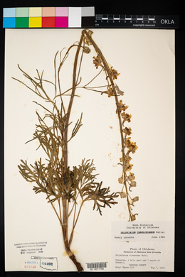 Delphinium carolinianum image