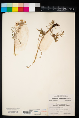 Delphinium carolinianum image