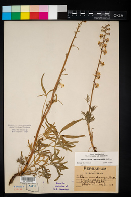 Delphinium carolinianum image