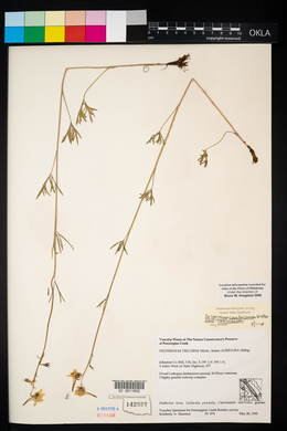 Delphinium carolinianum image