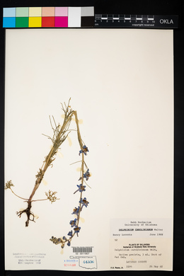 Delphinium carolinianum image