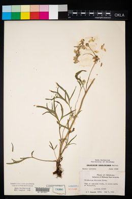 Delphinium carolinianum image