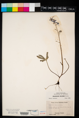 Delphinium tricorne image