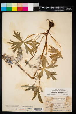 Delphinium tricorne image