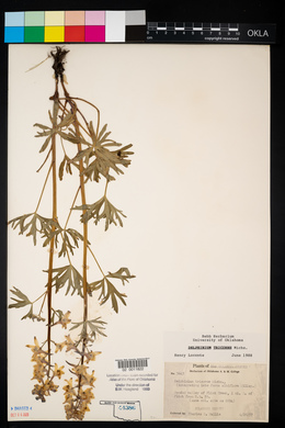 Delphinium tricorne image