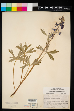 Delphinium tricorne image