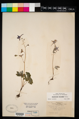 Delphinium carolinianum image