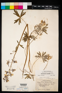 Delphinium tricorne image