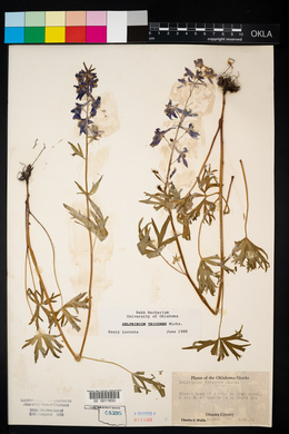 Delphinium tricorne image