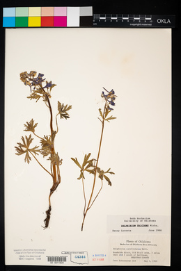 Delphinium tricorne image