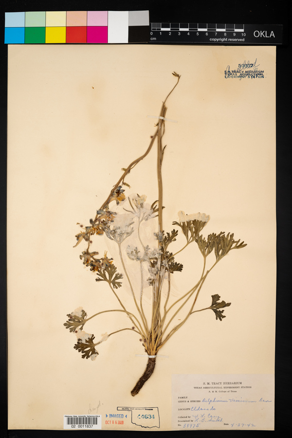 Delphinium carolinianum ssp. vimineum image