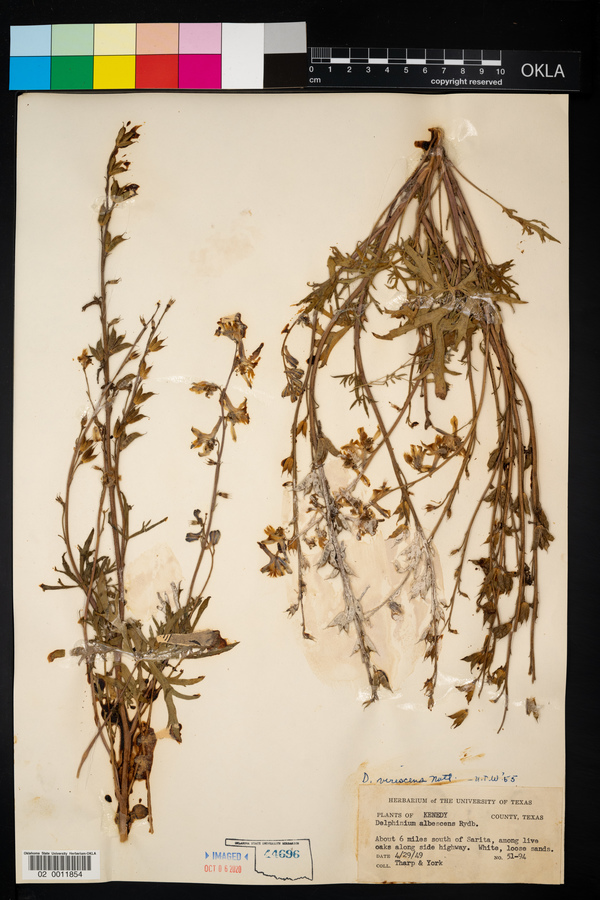 Delphinium carolinianum ssp. virescens image