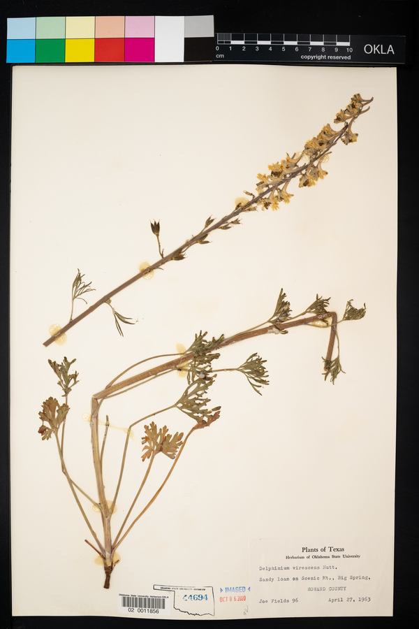 Delphinium carolinianum ssp. virescens image