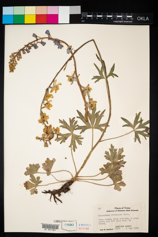 Delphinium carolinianum ssp. virescens image