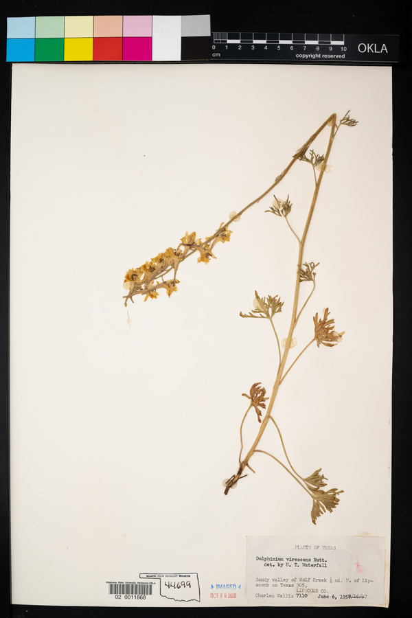 Delphinium carolinianum ssp. virescens image