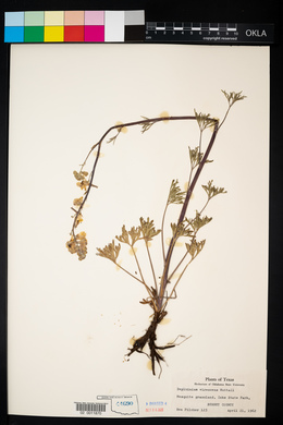 Delphinium carolinianum ssp. virescens image
