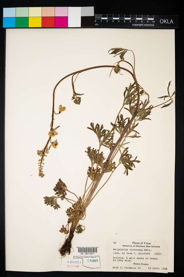 Delphinium carolinianum ssp. virescens image