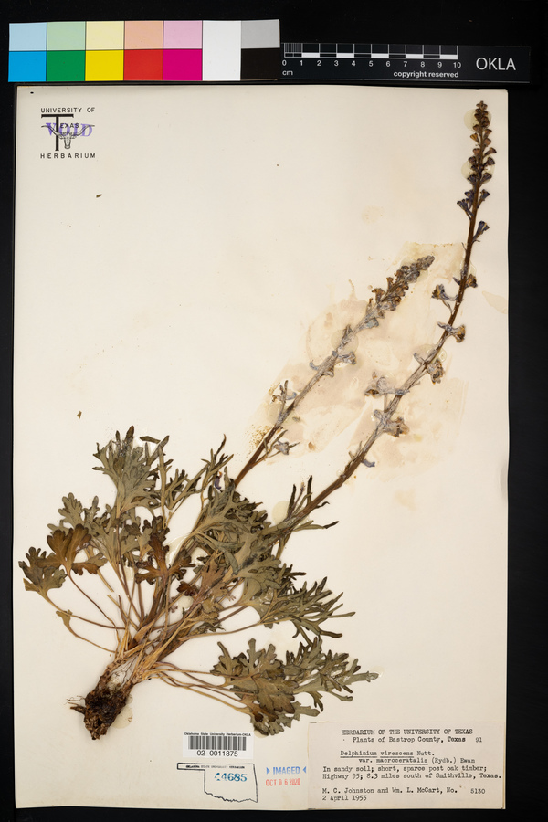 Delphinium carolinianum ssp. virescens image