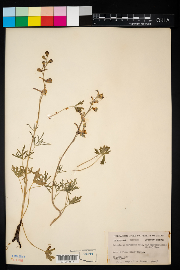 Delphinium carolinianum ssp. virescens image