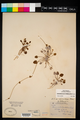 Ranunculus cymbalaria image