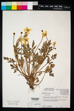 Ranunculus fascicularis image