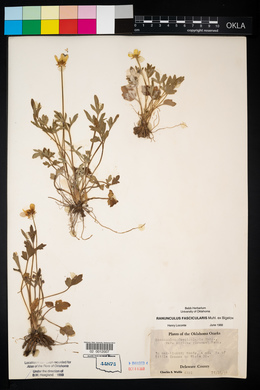 Ranunculus fascicularis image