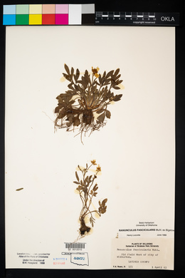 Ranunculus fascicularis image