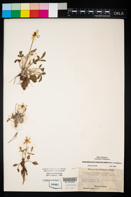 Ranunculus fascicularis image