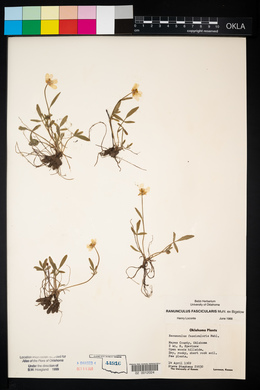 Ranunculus fascicularis image