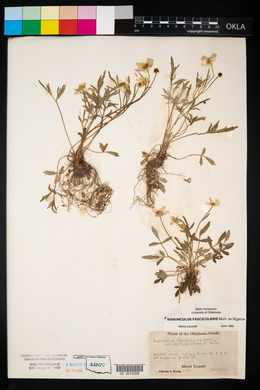 Ranunculus fascicularis image