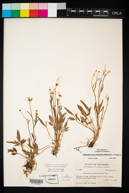 Ranunculus fascicularis image