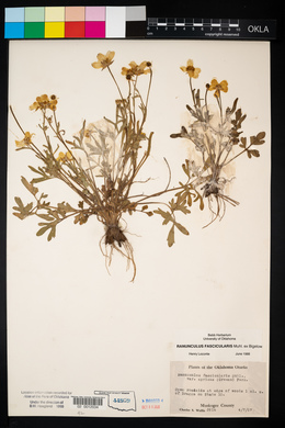 Ranunculus fascicularis image