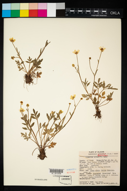 Ranunculus fascicularis image