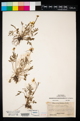 Ranunculus fascicularis image