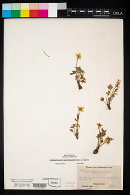 Ranunculus fascicularis image