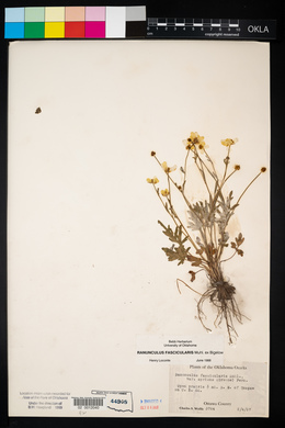 Ranunculus fascicularis image