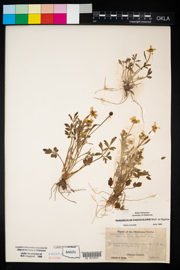 Ranunculus fascicularis image