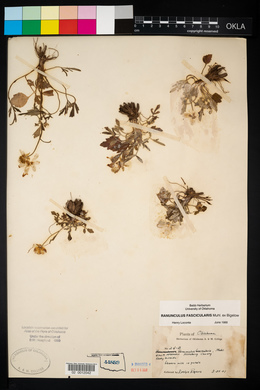 Ranunculus fascicularis image