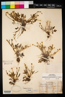 Ranunculus fascicularis image