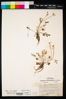 Ranunculus fascicularis image