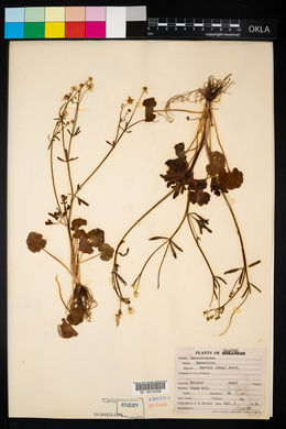 Ranunculus harveyi image