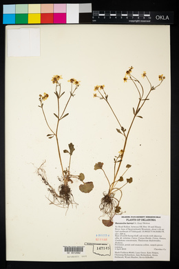 Ranunculus harveyi image