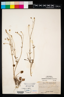 Ranunculus harveyi image