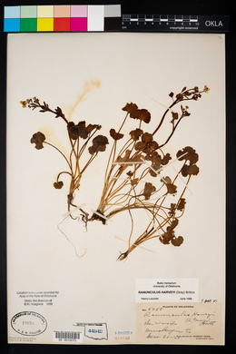 Ranunculus harveyi image