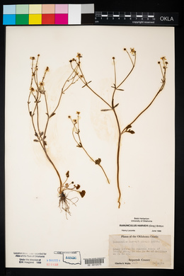 Ranunculus harveyi image