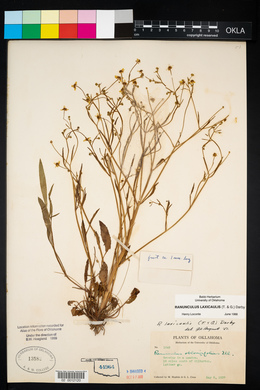 Ranunculus laxicaulis image