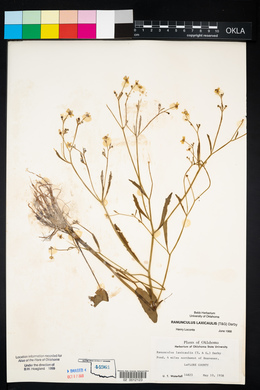 Ranunculus laxicaulis image