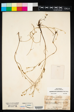 Ranunculus laxicaulis image