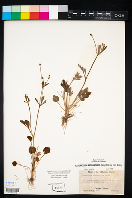 Ranunculus micranthus image